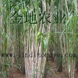 优质甜象草种节批发买就赠送甜象草种植技术