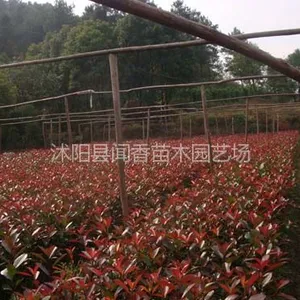 供应红叶石楠苗 红叶石楠苗木基地 红火焰红叶石楠批发 红叶石楠价格