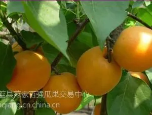 陕西杏子基地***格黄杏种植