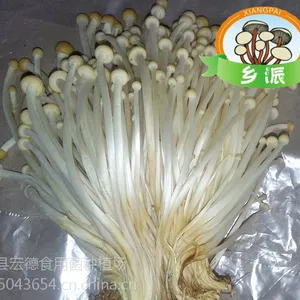 供应优质鲜金针