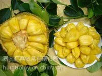 供应菠萝蜜