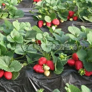 供应草莓苗哪里有 草莓苗预定季节 草莓苗培育