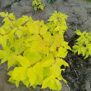遂平县锦绣大地种植农民专业合作社