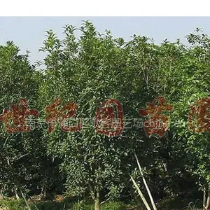 银桂,银桂价格,银桂树苗