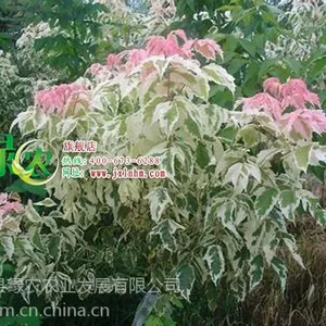 ��Ӧ���ڷ�Ҷ��Ҷ���� ��Ҷ������ ��Ҷ�̻���ľ ���ɻ� ��Ҷ��Ҷ��С�� ���ͼ�ֵ����