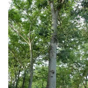 榉树,榉树价格,红榉价格