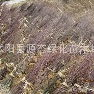 ��Ӧ�����ձ����С�磬�������С�磬����磬���޽��� �����Ż�