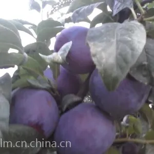 陕西安格若李子种植基地，陕西大荔李子产地，陕西李子***格咨询