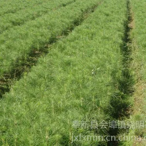 【湖北】供应马尾松小苗300万株、造林小苗、优质一级小苗、图片