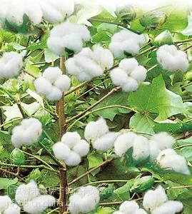 供应供应棉花种子优良棉花价格2013高产棉花种子