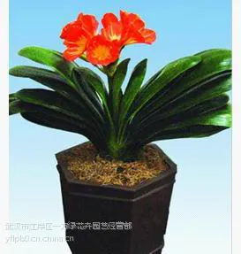 供应武汉植物租摆,汉口植物租摆