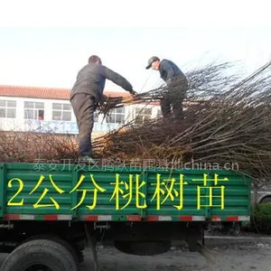 供应桃树苗 桃树苗多少钱一棵 山东桃树苗