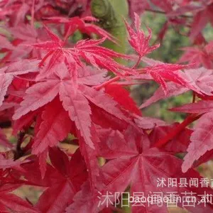 ��Ӧ��***�С����ڽ����ձ��������,�ձ���˿�� �������۸�