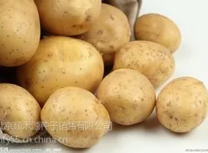 供应土豆种子北京土豆种子中心农科院优良高产土豆种子