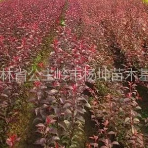 供应吉林出售密枝红叶李绿化苗、俄罗斯红叶李绿化苗,内蒙,新疆,河北绿化苗