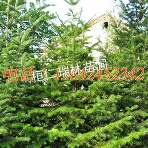 冷杉苗 辽东冷杉苗 冷杉树苗 杉松苗 白松苗 辽宁冷杉苗价格