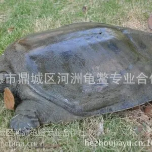 生态甲鱼供应***格