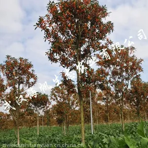 精品桂花树苗,桂花行道树