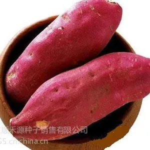 供应红薯种子2014的农科院红薯种子一级红薯种子预定