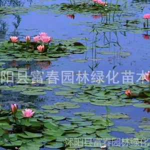 ˯������������ˮ�ۻ�����Ӧ˯������