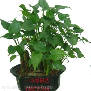 供应武汉一方绿绿色植物租赁租摆出租