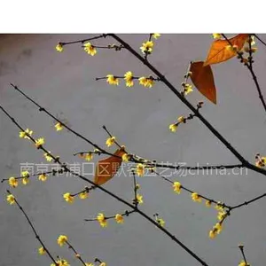 腊梅,腊梅价格,素心腊梅价格