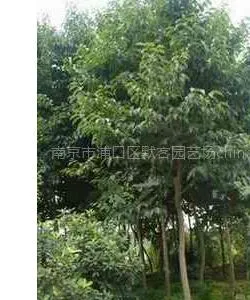 杜仲树,杜仲树价格,杜仲价格