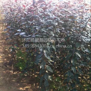 ��Ӧ��Ҷ��50-150���ָ� ��Ҷ�� �̻���ľ��Ҷ��۸�