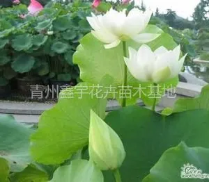 供应天津睡莲水生植物种植出售屋顶绿化竹子景观竹子山露山东竹子