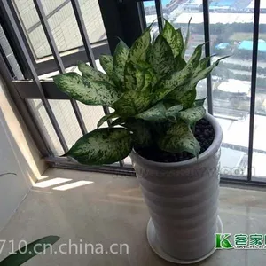 供应室内花木租摆养花不会开花怎么办广州租花公司支招您