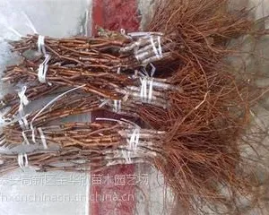 山东葡萄小苗供货商电话、葡萄小苗哪里有、新品种葡萄小苗基地