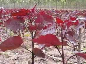 ��Ӧ������Ӧ��Ҷ�� �̻���Ҷ�� ��Ҷ��۸� ��Ҷ������