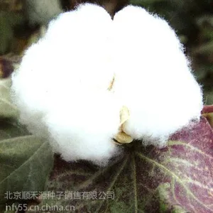供应供应棉花种子优质棉花种子批发经销首都棉花种子公司