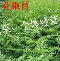 供应花椒苗哪里便宜 山东花椒苗 花椒苗价格 花椒苗果苗种植基地
