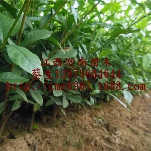 供应哪里有黄栀子苗【迦南苗木】专业育苗 诚信经营 农户直销 物美价廉 蔡先生13979604644