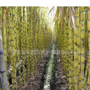 供应优质甘蔗叶
