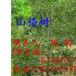 供应山楂树价格，5公分山楂树批发