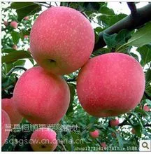 供应山东红富士苹果产地价格