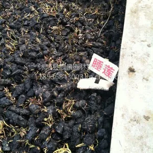 供应水体绿化睡莲 价格 睡莲苗 荷花