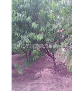 供应山桃树，占地山桃树，绿化山桃树，直径1-10公分山桃树