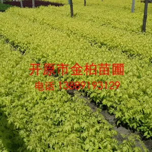��Ӧ��Ҷ��Ҷ�� ��Ҷ��Ҷ��Ǥ��С�� ��Ҷ��Ҷ�ʼ޽���۸�