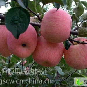 供应山东早熟苹果美八价格