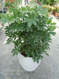 供应办公室植物租摆,武汉办公室植物租摆