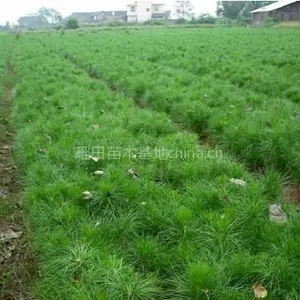 供应江西【迦南】湿地松苗 自产自销自用 质优价廉 诚信 蔡生13979604644