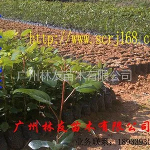 供应大量供应优质红花荷树苗