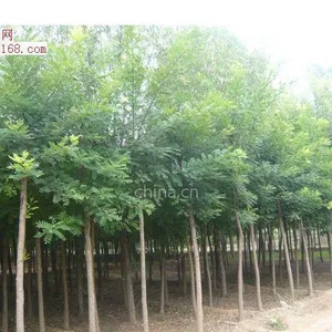 供应国槐/陕西国槐小苗批发|周至园林绿化苗木厂家直销