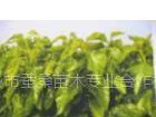 供应桑苗