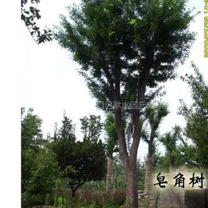 皂角,皂角价格,皂角树价格,皂角树苗