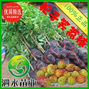 供应荔枝果树 荔枝树苗 妃子笑荔枝 征收占地苗 盆栽荔枝苗 圈枝苗