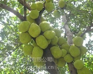 海南菠萝蜜,马来一号,长期发货